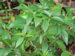 Tricalysia