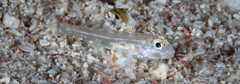 Fusigobius melacron