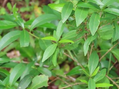 Tricalysia