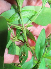 Tricalysia