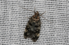 Barea codrella
