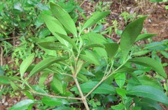 Tricalysia