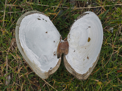 Rexithaerus secta