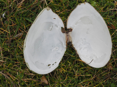 Rexithaerus secta