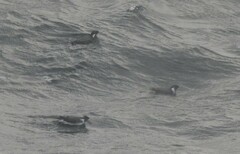 Synthliboramphus antiquus