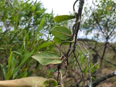 Oxypetalum tomentosum