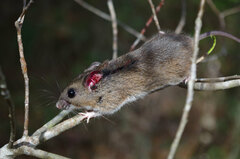 Peromyscus gossypinus