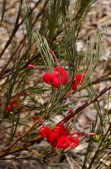 Grevillea erectiloba