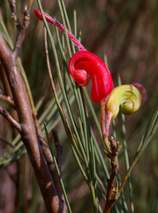 Grevillea erectiloba