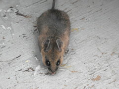 Peromyscus keeni