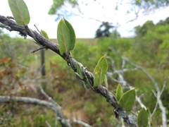 Oxypetalum tomentosum