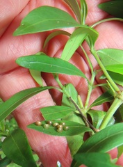 Tricalysia
