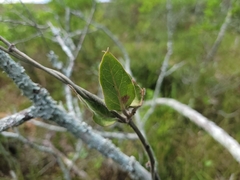 Oxypetalum tomentosum
