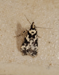 Eudonia aphrodes