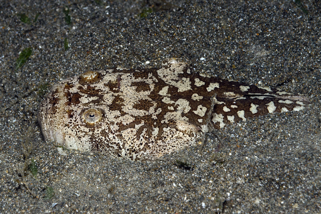 Blackbanded stargazer (Uranoscopus bicinctus) — Uranoscopidae
