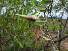Oxypetalum tomentosum