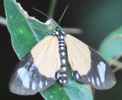 Scopula libyssa