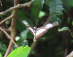 Acraea aganice aganice