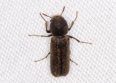 Amphicerus bicaudatus