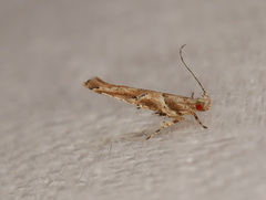 Anatrachyntis rileyi