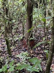 Ficus