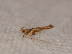 Anatrachyntis rileyi