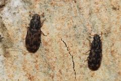 Synchita lecontei