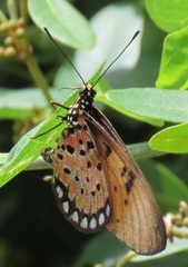 Acraea natalica