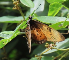 Acraea natalica