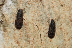Synchita lecontei