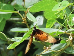 Acraea natalica