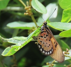 Acraea natalica