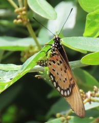 Acraea natalica