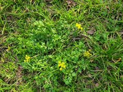 Tauschia texana
