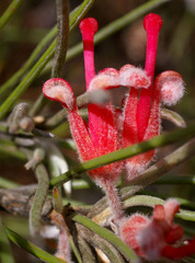Grevillea pityophylla