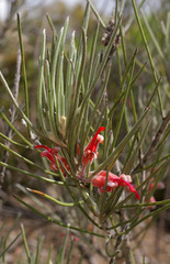 Grevillea pityophylla
