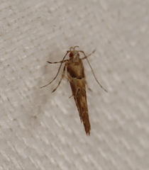 Anatrachyntis rileyi