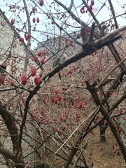 Cornus officinalis