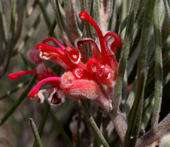 Grevillea pityophylla