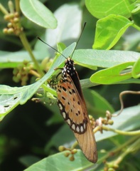 Acraea natalica