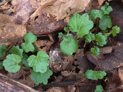 Cardamine nuttallii