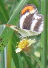 Colotis euippe omphale