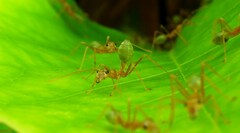 Oecophylla smaragdina