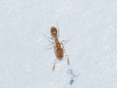 Solenopsis molesta