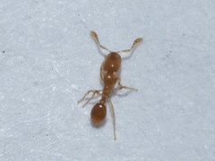 Solenopsis molesta