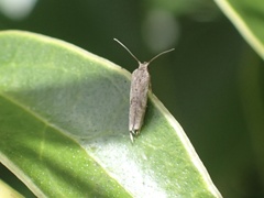 Eudonia leptalaea