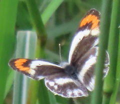 Colotis euippe omphale