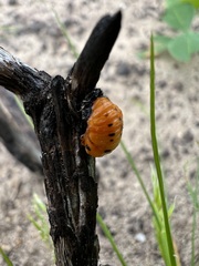 Coccinellinae
