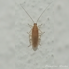 Pseudophyllodromiinae