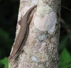 Trachylepis depressa